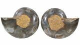 Split Black/Orange Ammonite Pair - Anapuzosia? #55737-1